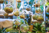 Fototapeta Big Ben - hanging glass terrarium with air plants inside