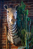 Fototapeta Big Ben - stuffed zebra head on a wall in a store