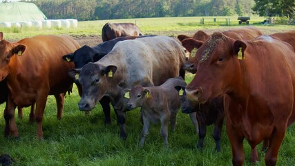 Sticker - The cattle on the farm in 4K