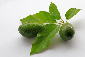 Sticker - Gray background . Avocado plant and avocado fruit