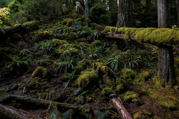 Canvas Print - tree in the forest