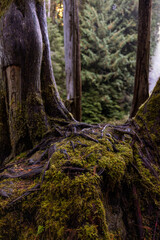 Canvas Print - tree in the forest