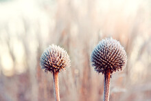 Echinacea Seed Head Winter Frost