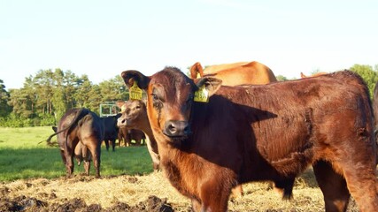 Canvas Print - The cattle on the farm in 4K