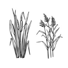Black Reeds Grass And Reed Sketch Set In Vintage Style. Vector Retro Illustration Element. Spring Floral Nature Background Vector.