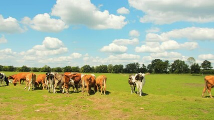 Poster - A calf grazing in a green pasture