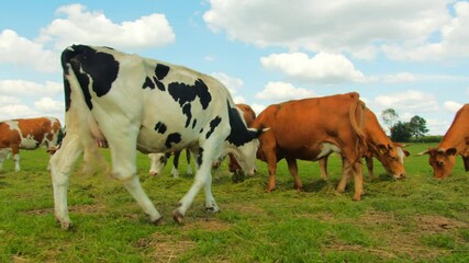 Poster - A calf grazing in a green pasture