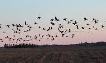 Flock Of Birds Flying Over A Field