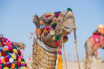 Wall Mural - Decorated camel head in desert Thar during the annual Pushkar Camel Fair near holy city Pushkar, Rajasthan, India