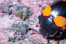 A Bettle Standing On Top Of A Rock