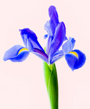 Blue Siberian Iris Against White Background