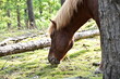 Pferd steht im Wald und frisst Gras