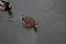 Duck On The Water