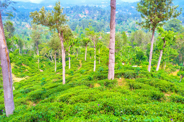 Sticker - Tea is the most cultivated crop in Sri Lanka that grows on the best hill of the island