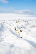 zima, białe pola pokryte śniegiem