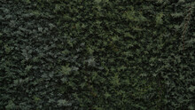 Green Background, Evergreen Fir Bush