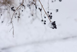 Fototapeta  - Berries in the snow. Bush with berries in the snow.