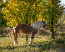 Old Draught Horse With White Mane Resting In Shade Of Autumn Trees, Side Portrait