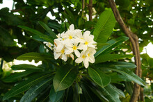 Tropical White And Yellow Flowers, Frangipani Plumeria.