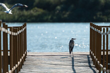 Grey Heron (Ardea Cinerea) Resting On A Dock, In Danube Delta, Romania 
