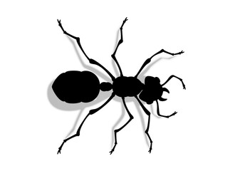 ant vector illustration top view working 2 shadow white background