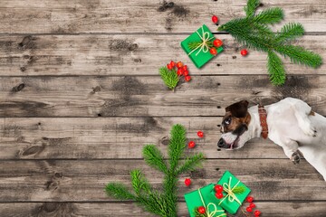 Poster - An adorable cute puppy lies on a wooden bench with a branch of a Christmas tree.