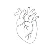 One line hand drawn anatomic medicine heart. Vector minimalist illustration isolated on white background. 