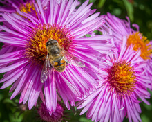 A Honey Bee And Purple Flower
