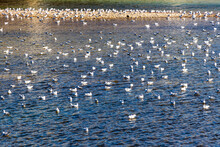 水面に浮かぶたくさんの白い海鳥