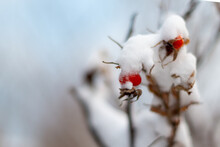 A Closeup Of Wild Rose Hips Hanging On A Branch With Snow On The Stem. The Fruit Of The Rose Bush Has Shriveled Up And Dried. The Red Berry Hangs On A Leafless Branch With Tall Trees In The Back.