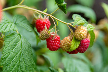 A Closeup Of A Bunch Of Wild Organic Raspberries On A Bright Green Bush.  Some Of The Fresh Raspberries Are A Deep Red Color. The Raw Raspberry Fruit Is Hanging On The Stems With Vibrant Green Leaves