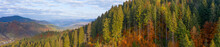 Autumn Deciduous Forest Top View, Natural Background Or Texture.