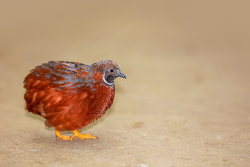 Wall Mural - Close up shot of Button Quail on the ground