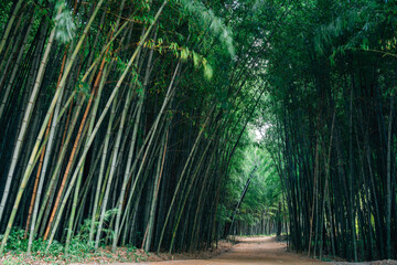 Juknokwon green bamboo forest road in Damyang, Korea