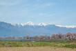 長野県松本市街地から眺める、青空の下の北アルプスと満開の桜