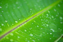 Banana Leaf With Water Drops Texture