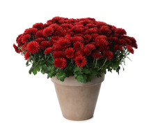 Beautiful Red Chrysanthemum Flowers In Pot On White Background