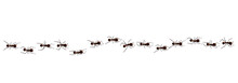 Black Ant Trail. Working Insect Curve Group Silhouettes Isolated On White Background. Vector Illustration.