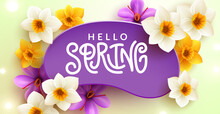 Spring Greeting Vector Template Design. Hello Spring Text In Abstract Shape Space With Purple Yellow Daffodil And Crocus Flowers For Floral Bloom Seasonal Celebration. Vector Illustration.
