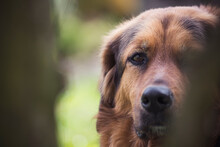 Adorable Dog Snout Closeup. Bright Brown Long Hair, Dark Clever Eyes, Black Cute Nose. Outdoor Pet Photography. Selective Focus On The Details, Blurred Background.