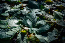 Close-up Backdrop Of Large Dark Green Fallen Leaves Before Sunset. Abstract Plant Background With A Copy Of The Space.