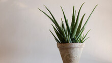 Aloe Vera Plant With Copy Space