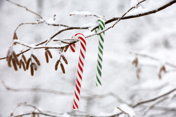 Christmas candy canes hanging on a hazel tree branch covered with snow. Fairy winter forest, background for New Year celebration, cold weather