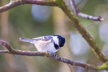 Sticker - Coal tit sitting on a tree branch in the forest