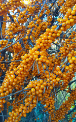 Wall Mural - sea-buckthorn branches with bright ripe berries