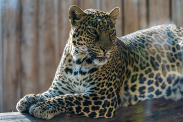 leopard lying on a tree at the zoo