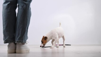 Wall Mural - The dog brings the leash to the woman on a white background. Jack Russell Terrier calls the owner for a walk.