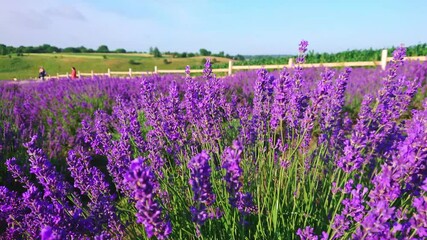 Canvas Print - Panoramic view of lavender field in blossom