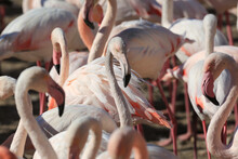 Rose Flamingos