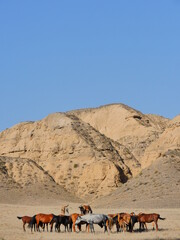 Wall Mural - horses in th kazakhstan